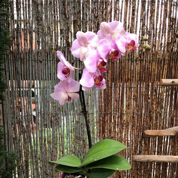 Orchidee mit Übertopf Bild 1