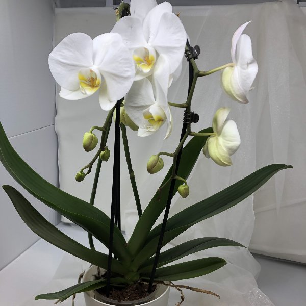 Orchidee mit Übertopf Bild 1